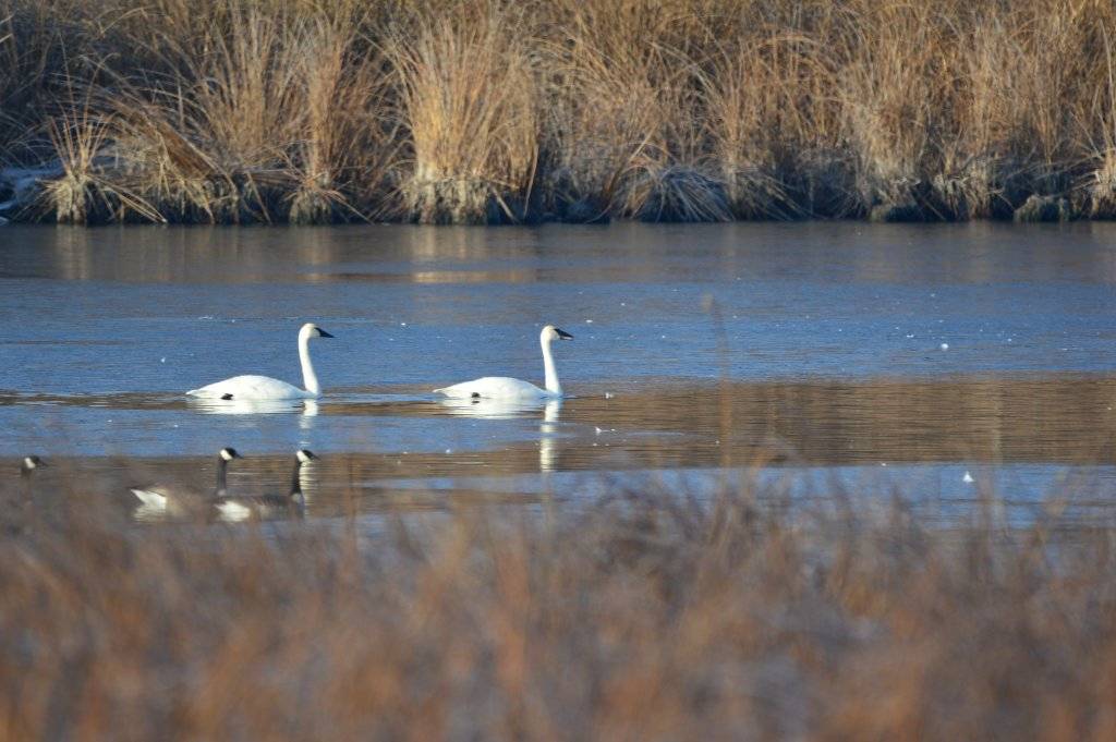 swans on the river