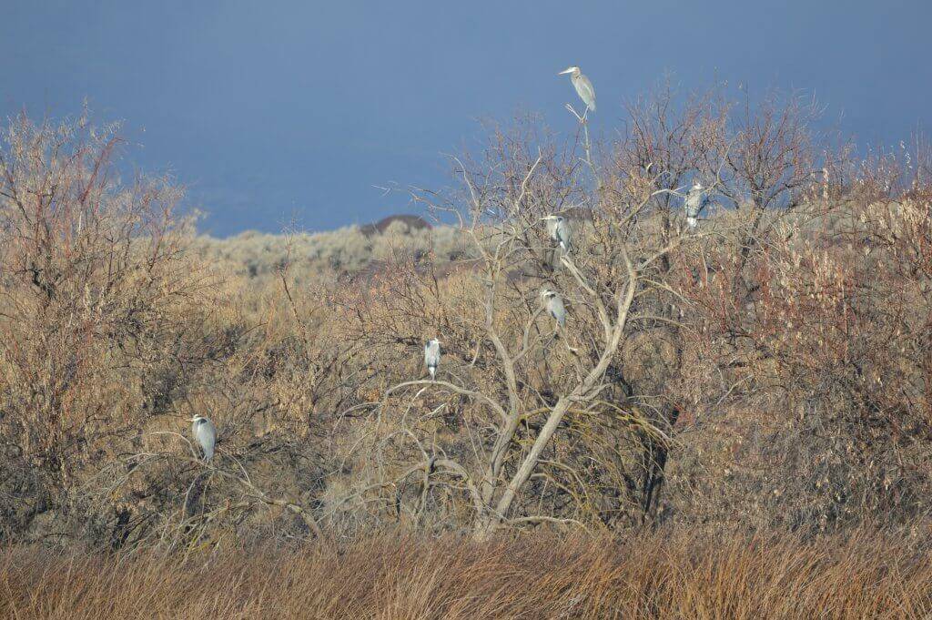 herons in a tree