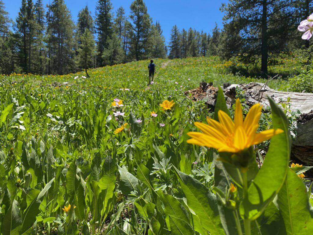person walk in meadow of wildflowers