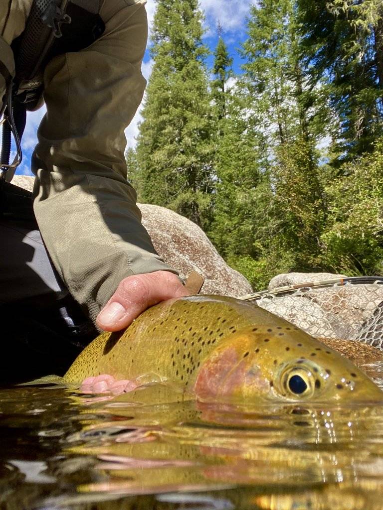 Westslope cutthroat trout in water being held by person