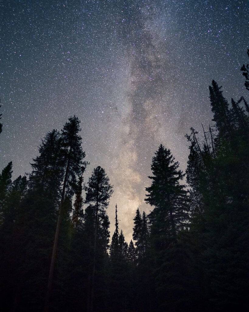 tall pine trees with milky way shining brightly overhead