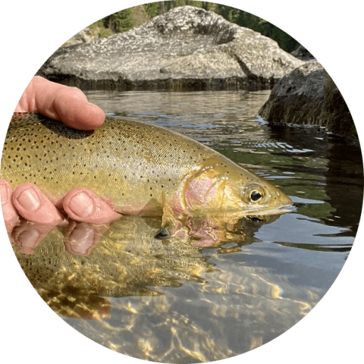 Try Your Own Idaho Native Trout Road Trip