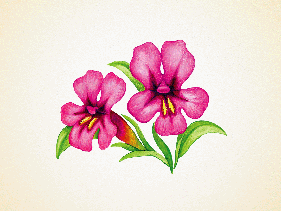 Discover Idaho's Wildflowers in Bloom: See our Guide