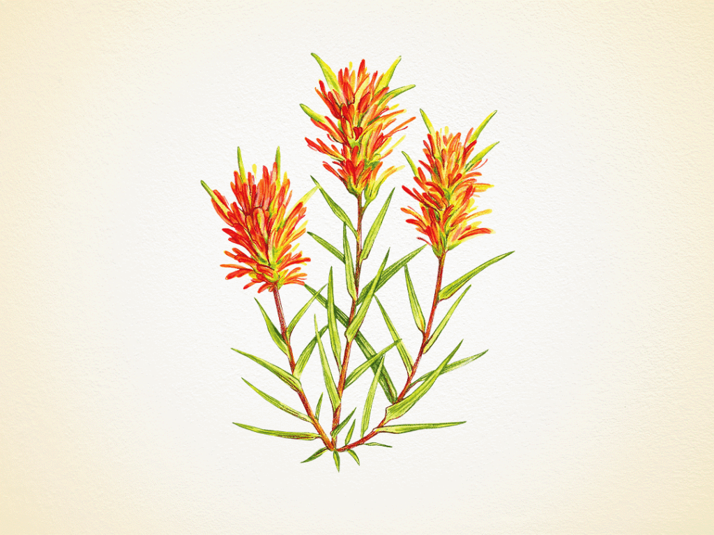 Discover Idaho's Wildflowers in Bloom: See our Guide