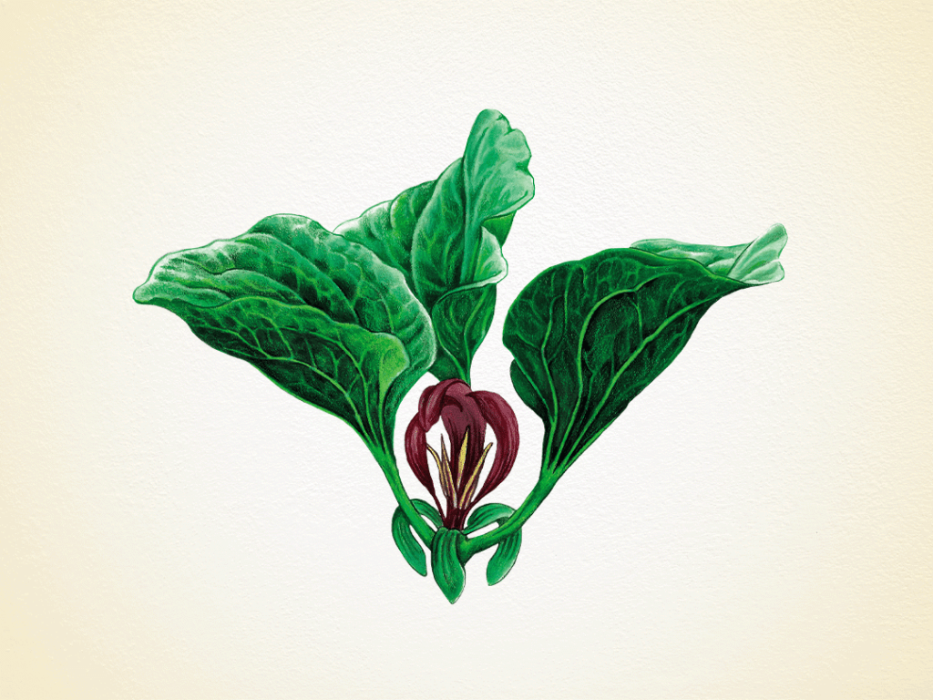 Discover Idaho's Wildflowers in Bloom See our Guide