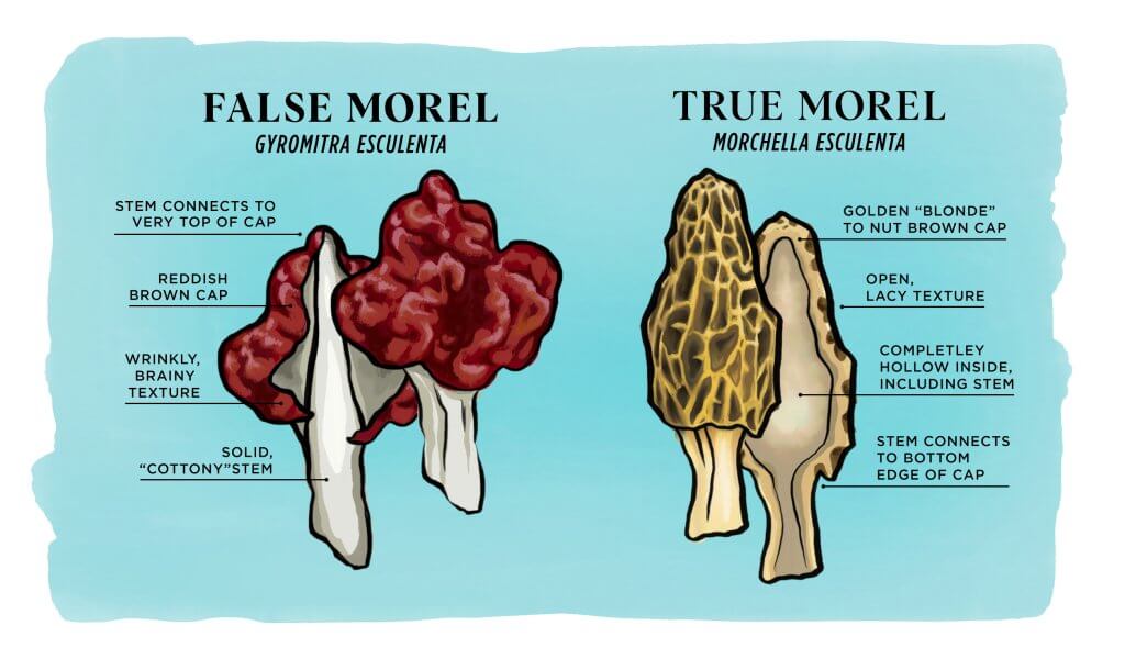 A Guide to Picking Morels and Huckleberries Recreation in Idaho