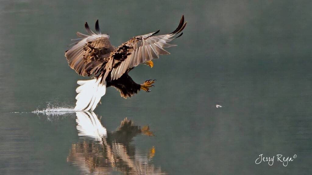 Idaho’s Top Eagle Watching Spots