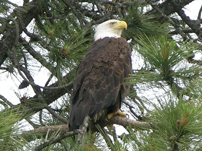 Photo Credit: Lake Pend Oreille Cruises