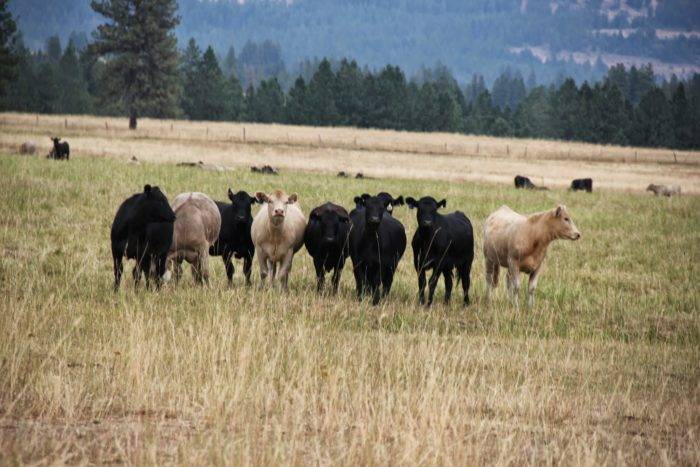 Curious Cows at Seven Devils Lodge. 