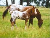 Appaloosa