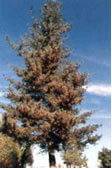 Western White Pine