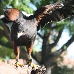 World Center for Birds of Prey.