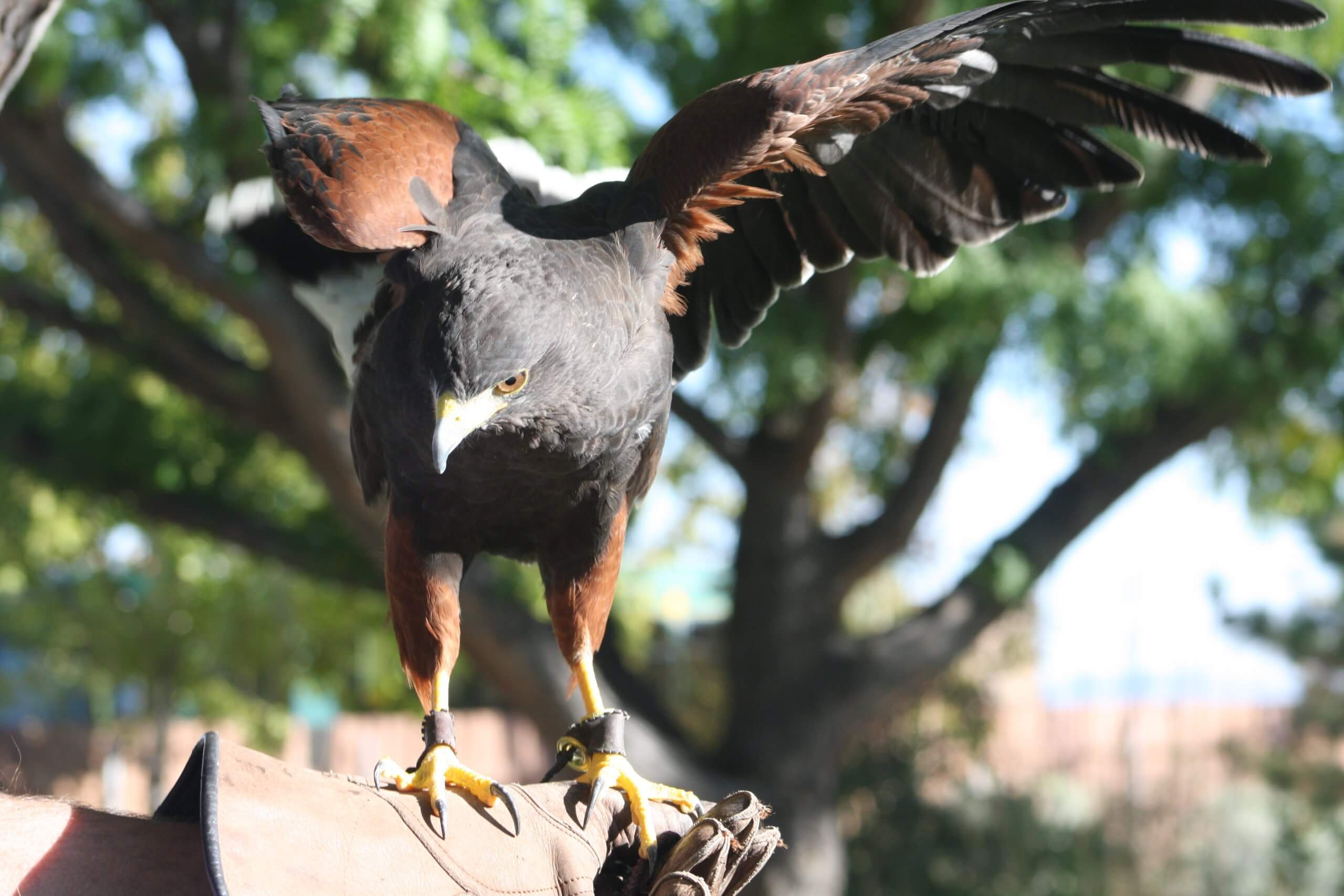 World Center for Birds of Prey.