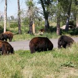 Yellowstone Bear World