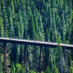 Bikers ride along a sky trestle in a forest.