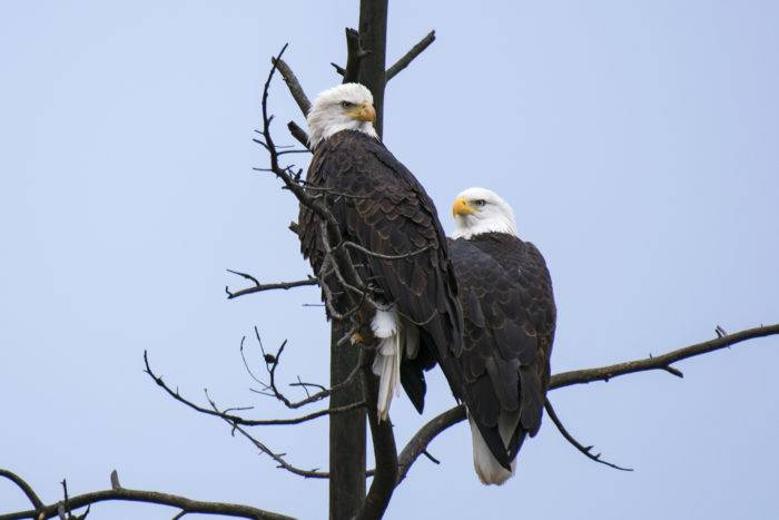 bald eagles in a tree