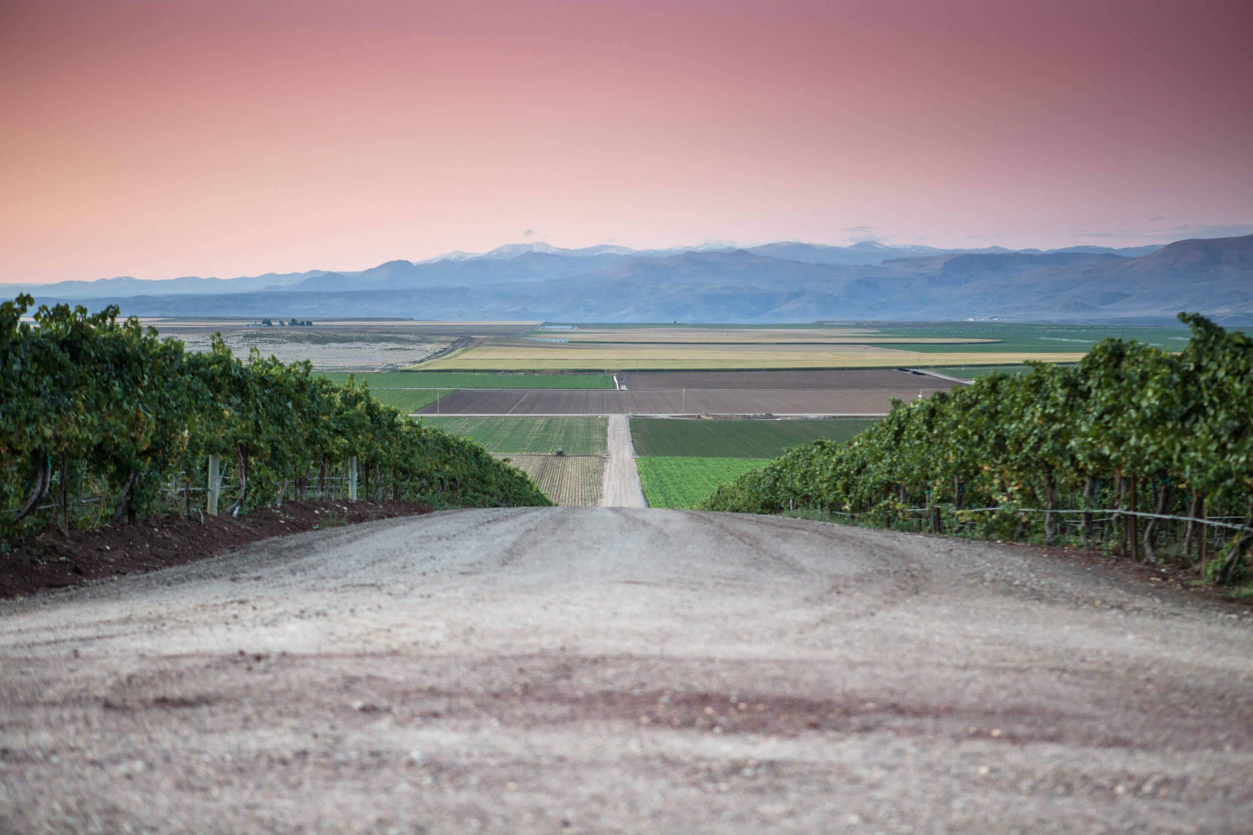 Sunrise View from Sawtooth Winery.