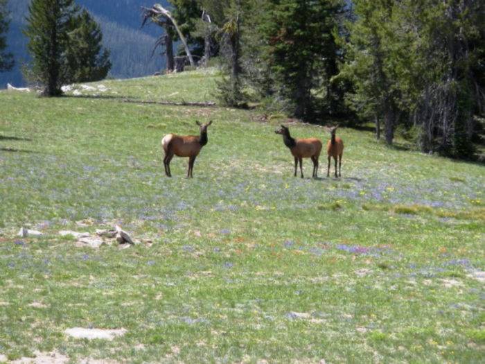 Elk seen along the route.