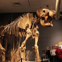 Herrett Center for Arts and Science Mammoth Skeleton