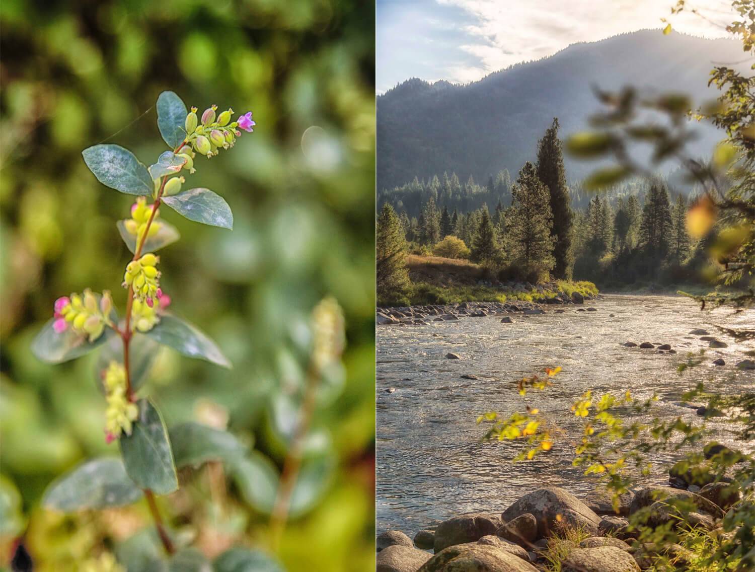 Photo collage of Warm Springs Creek and local flora.