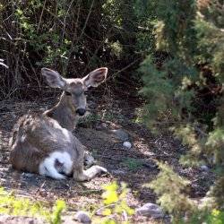 A deer laying down at the MK Nature Center.