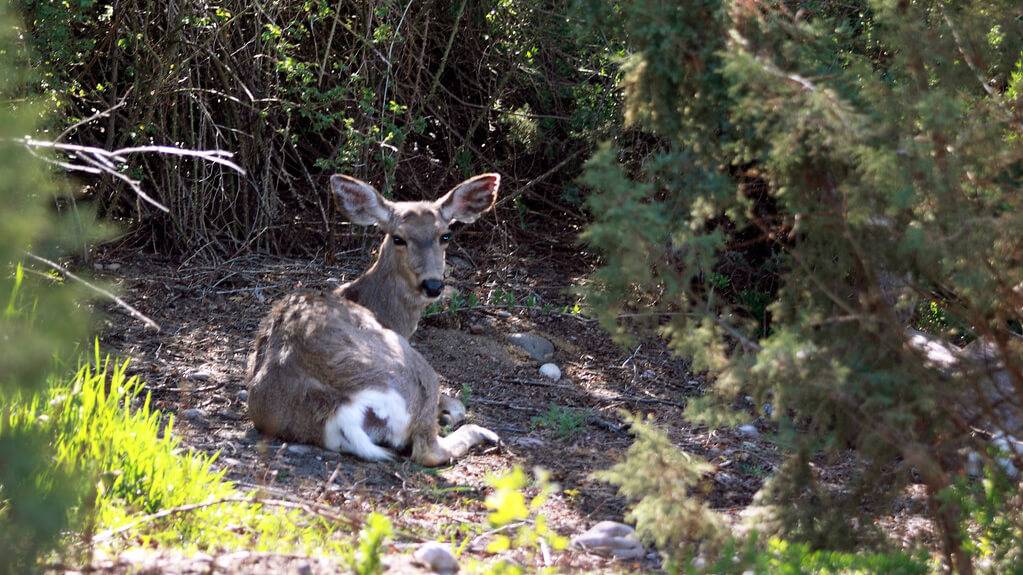 A deer laying down at the MK Nature Center.