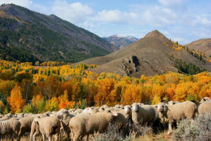 Sheep gather on the hillside before the downtown parade. 