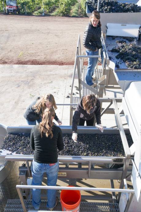 Removing stems from the grapes at Sawtooth Winery.