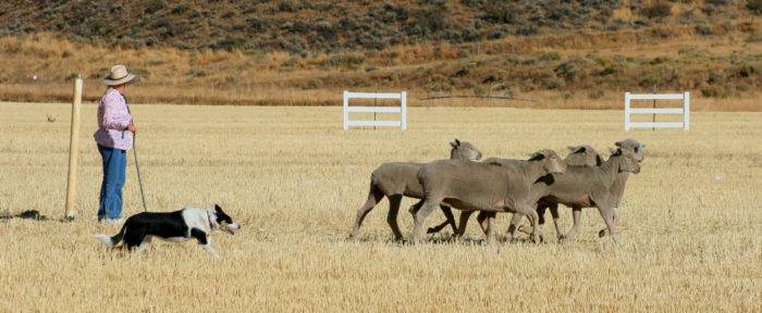 Sheep Dog Trials.