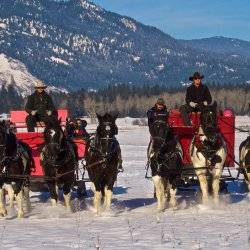 Two red horse-drawn sleighs a snowy meadow.