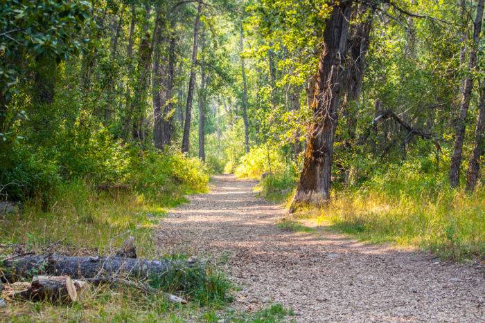 A pathway in between trees.