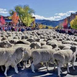 Trailing of the Sheep Festival Parade down Main Street.