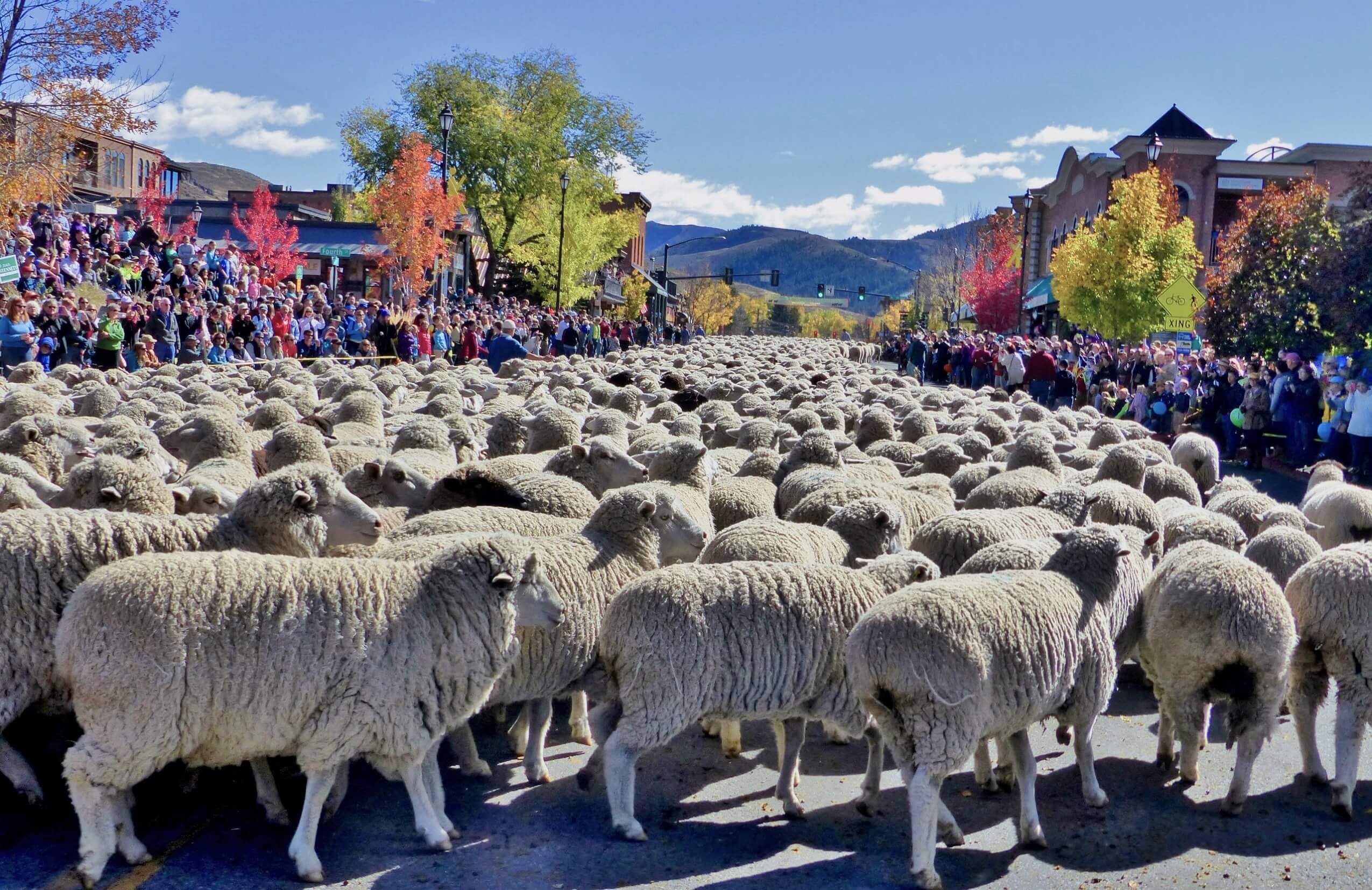 Trailing of the Sheep Festival Parade down Main Street.