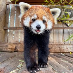 A close up shot of a red panda standing on all fours.