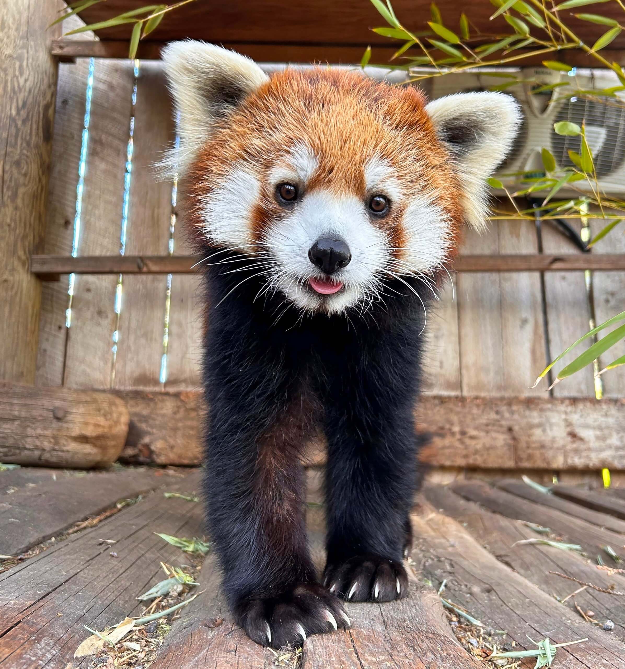 A close up shot of a red panda standing on all fours.