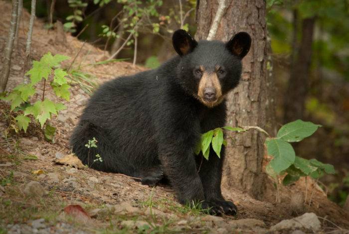 Black Bear.