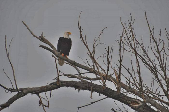 deer flat solo eagle