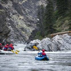 A big group and a solo rafter take their oars as they travel down the rippling Salmon River on a Rocky Mountain river tour, steering around tall rocks into the mountains.