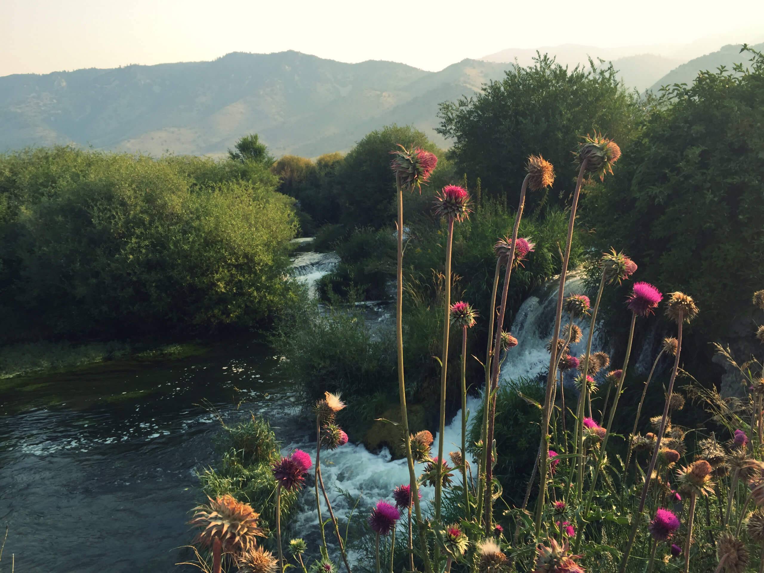 Thistle flowers along the Portneuf River.