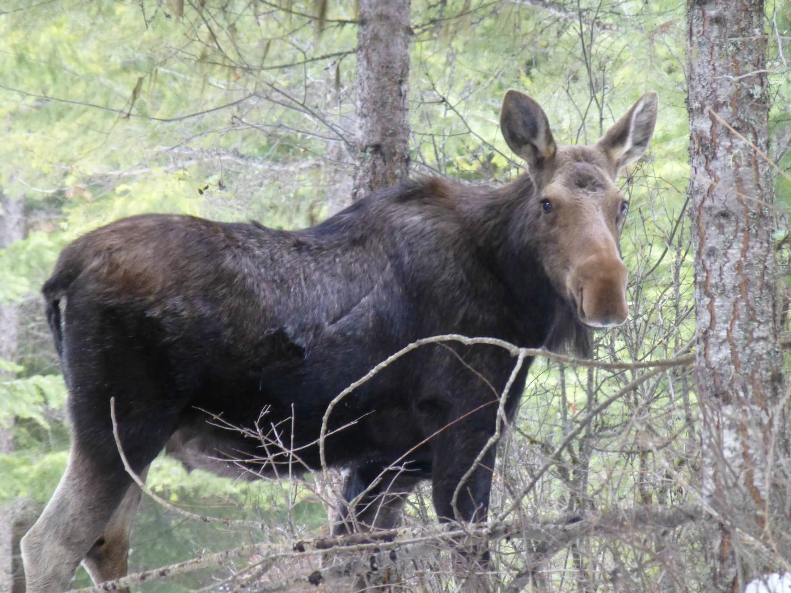 Huckleberry Tent & Breakfast wildlife