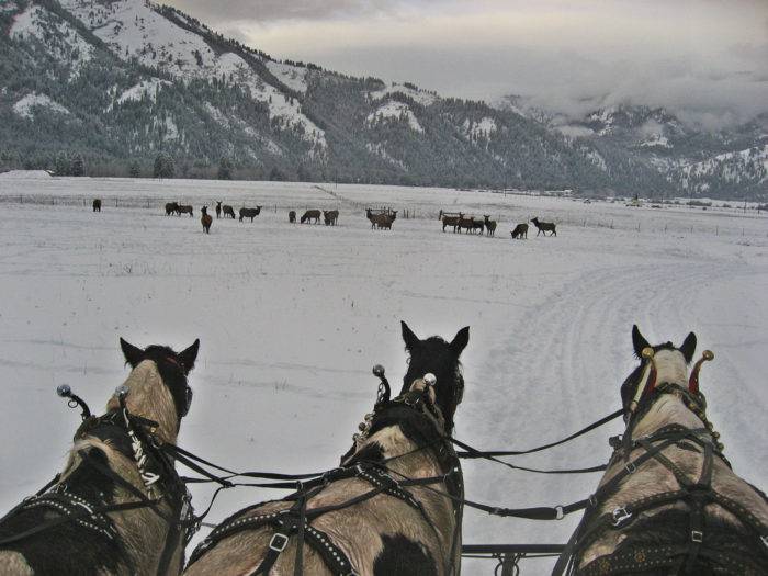 Elk during a sleigh ride.