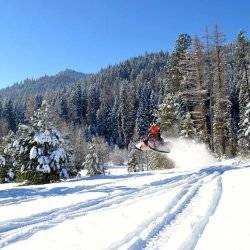 Snowmobile emerging from a crowd of trees.