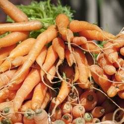 A bunch of vibrant orange carrots at the Moscow Farmers Market.