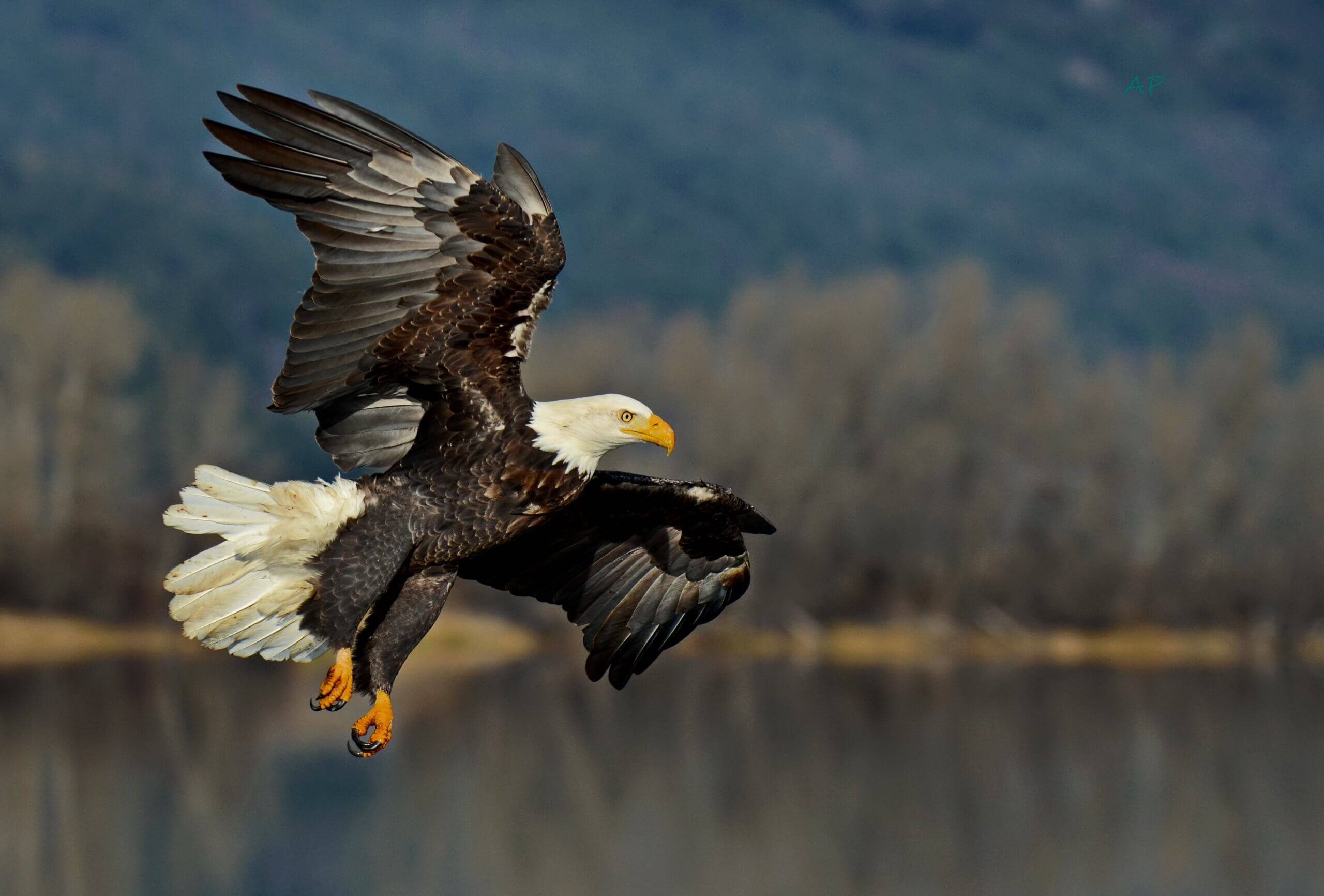 Eagle watching, Bonners Ferry. Photo Credit: Annie Pflueger