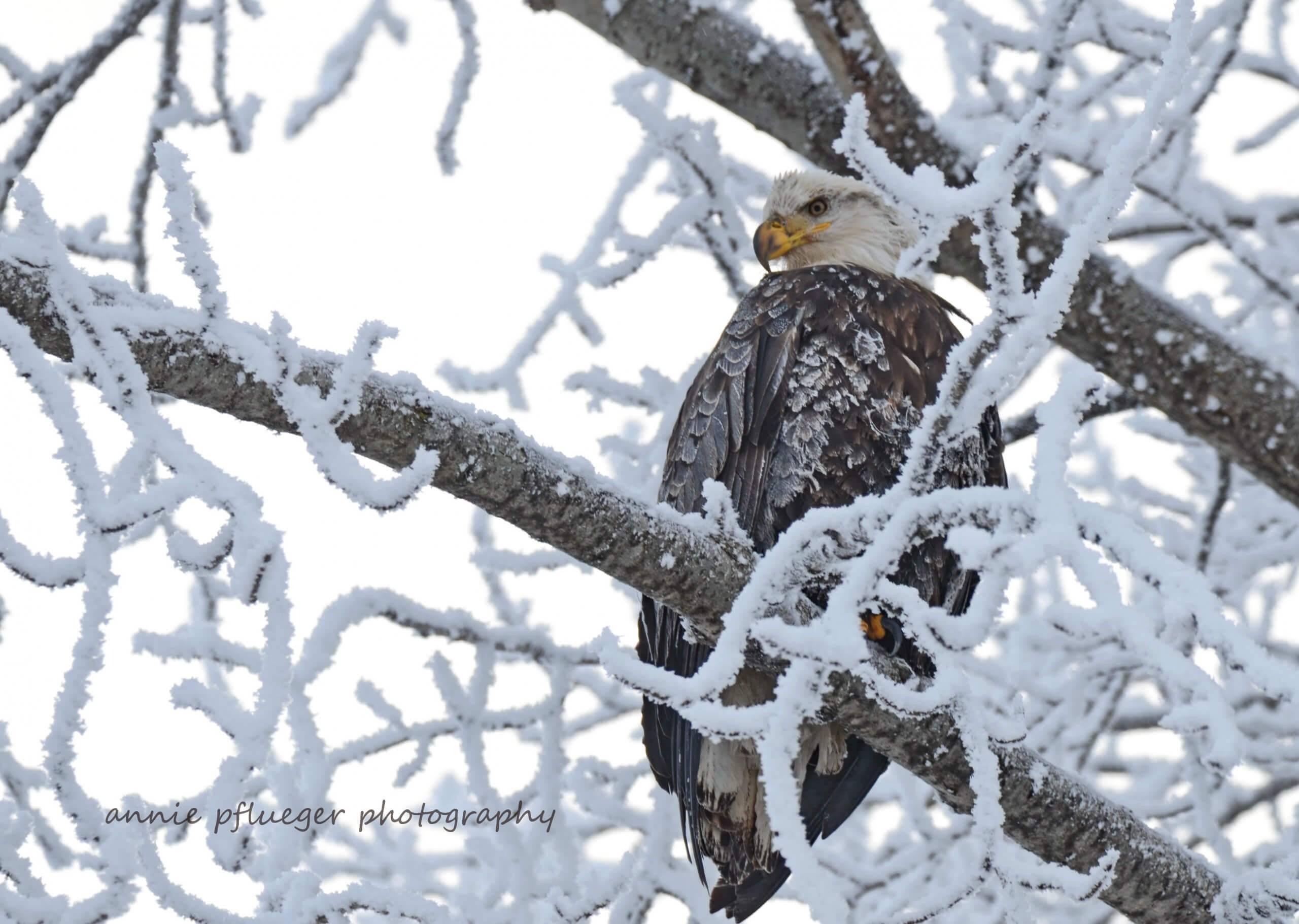 Eagle watching, Bonners Ferry. Photo Credit: Annie Pflueger