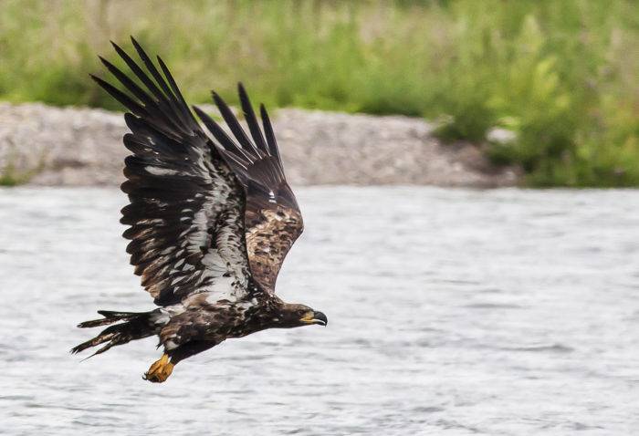 Eagle watching, South Fork of the Snake River. Photo Credit: Bob Wick, BLM Idaho