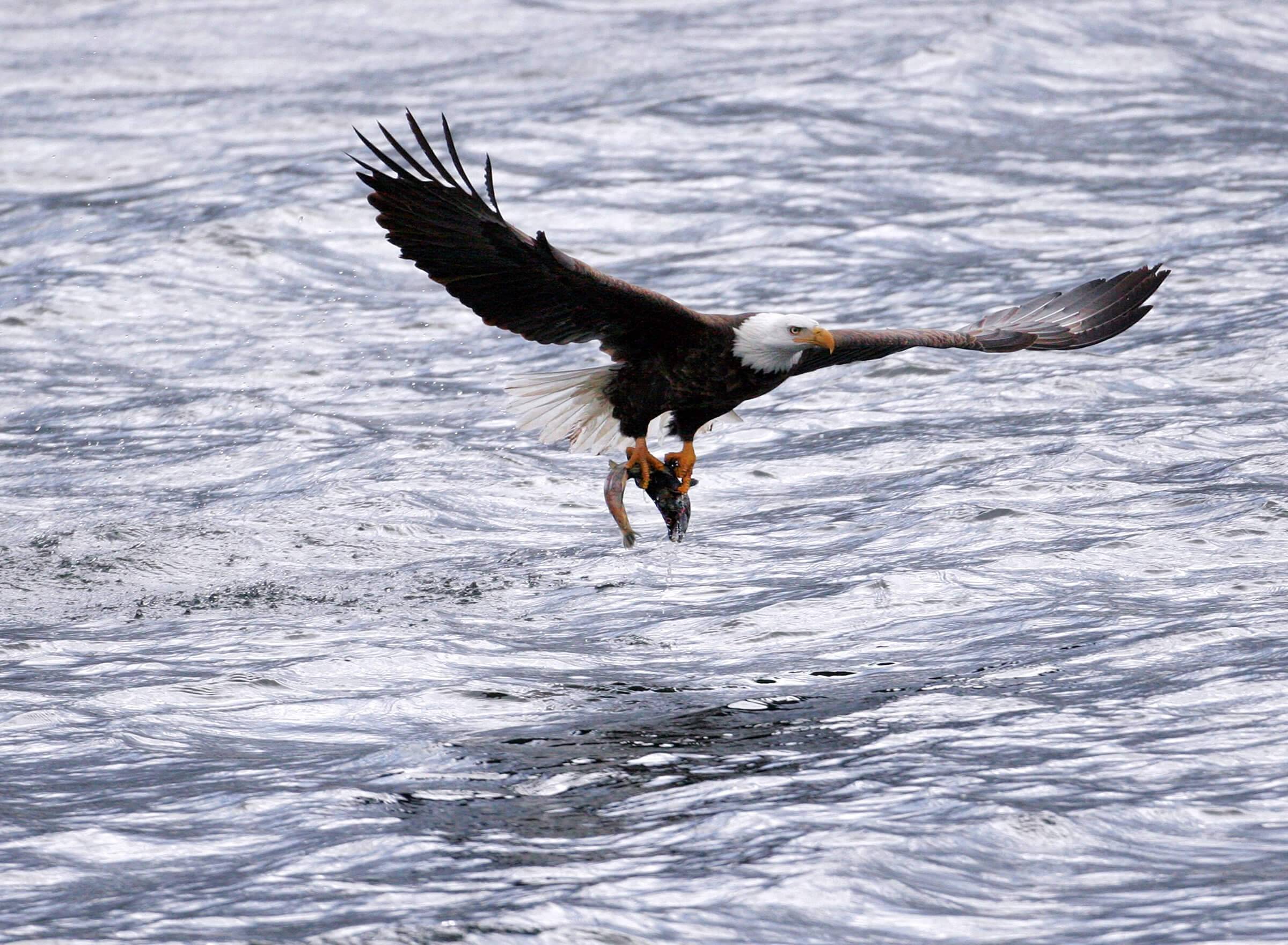 Eagle watching, Coeur d'Alene. Photo Credit: Lake Coeur d’Alene Cruises