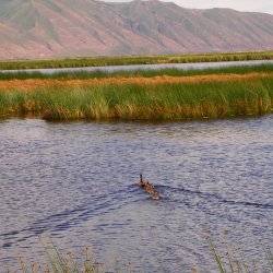 Three ducks swimming in a lake.