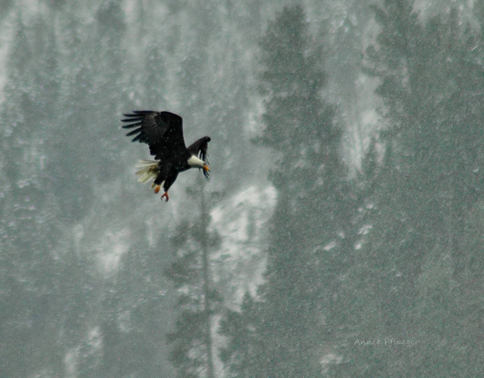 Eagle watching, Bonners Ferry. Photo Credit: Annie Pflueger