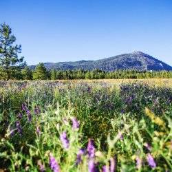 wild flowers at Farragut State Park